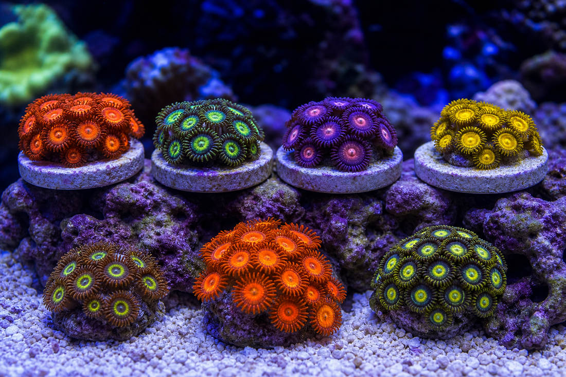 Several colorful beginner-friendly zoanthid coral frags and small colonies open on reef rock in a saltwater aquarium.