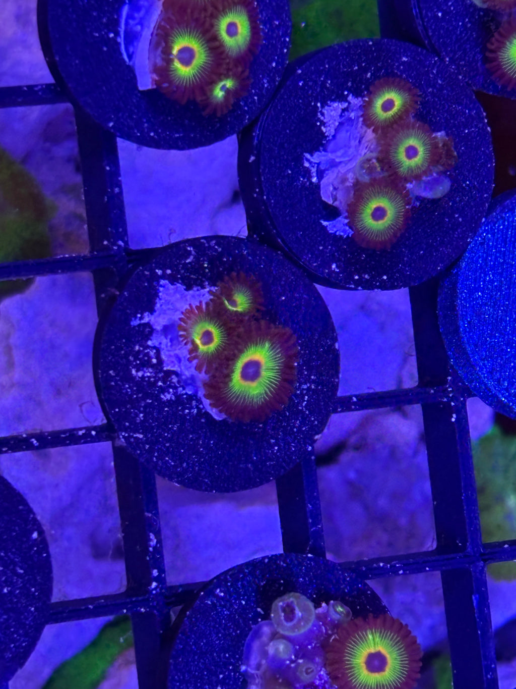 Bob Marley Zoanthids – Frag