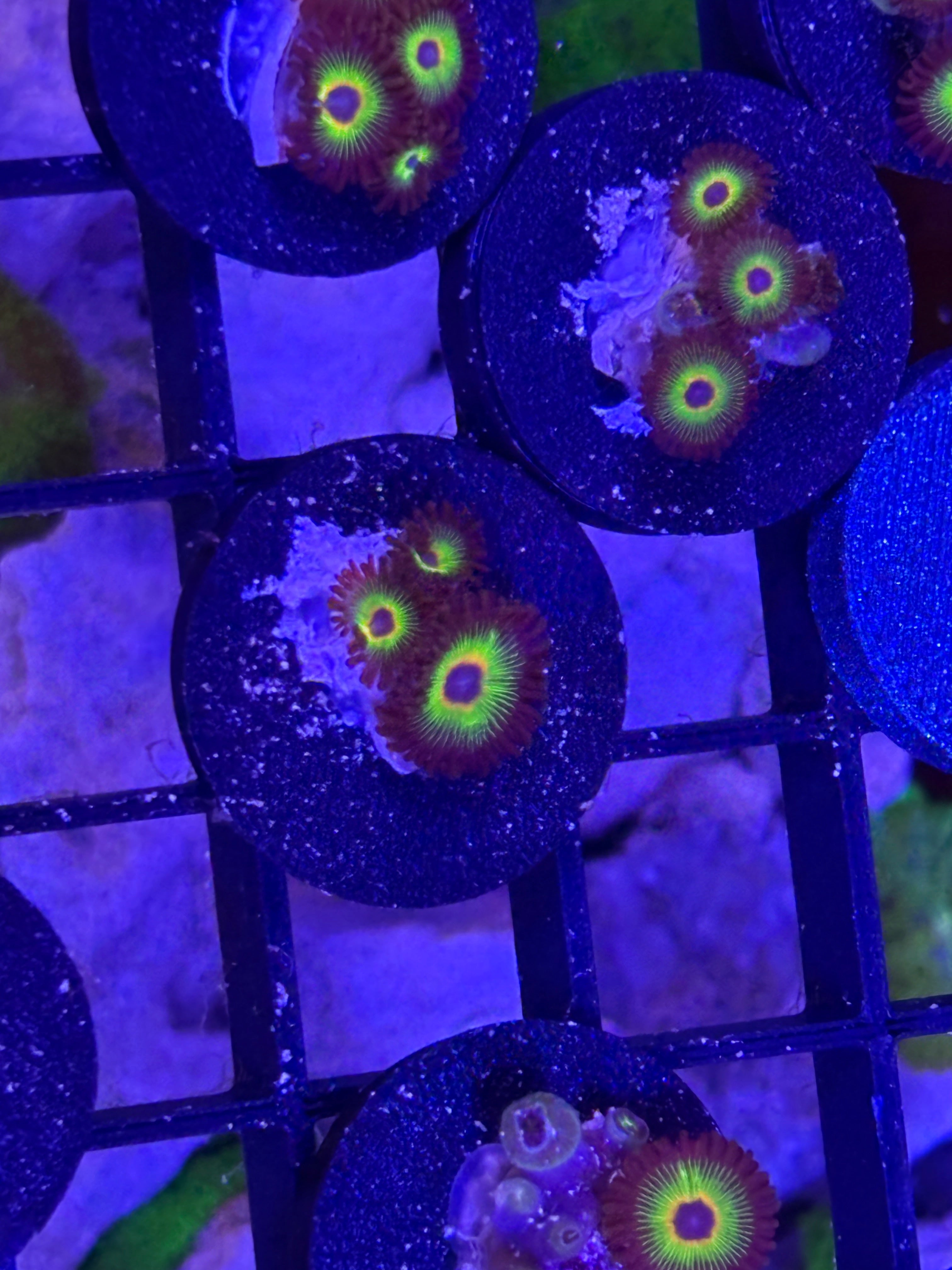 Bob Marley Zoanthids – Frag