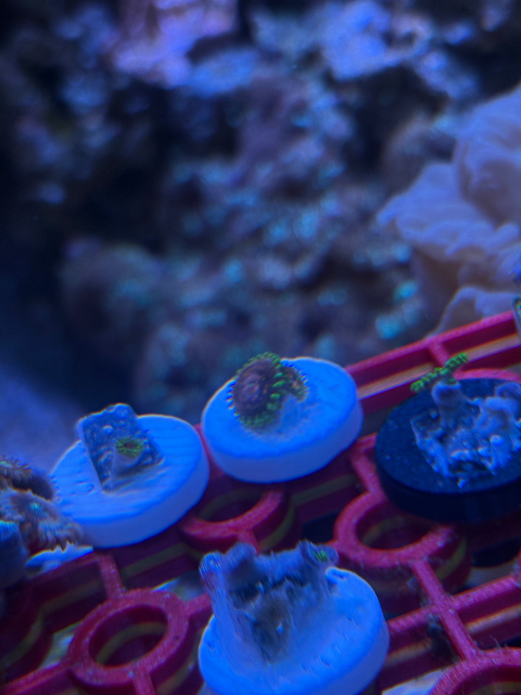 Marvin the Martian – Frag