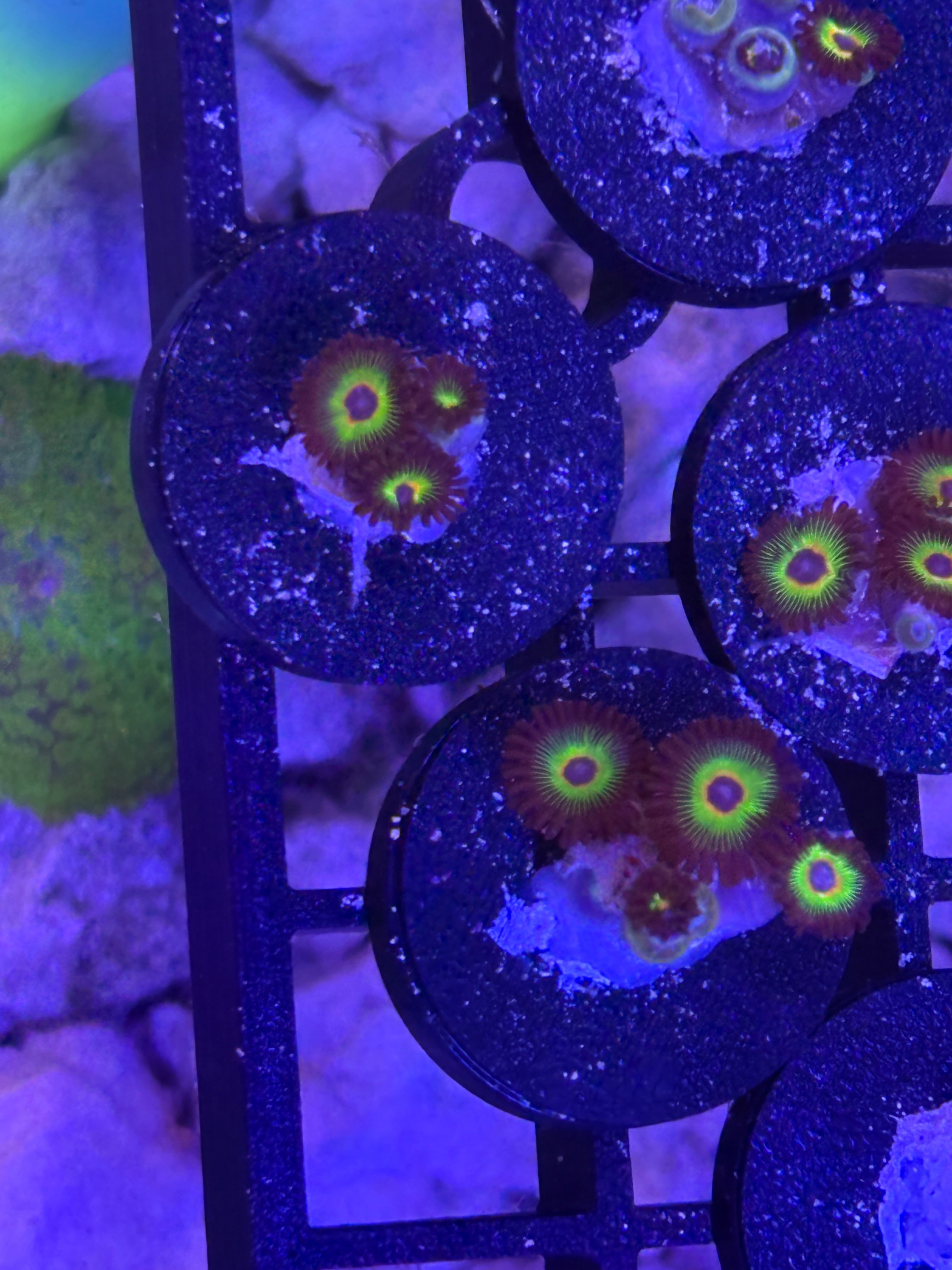 Bob Marley Zoanthids – Frag