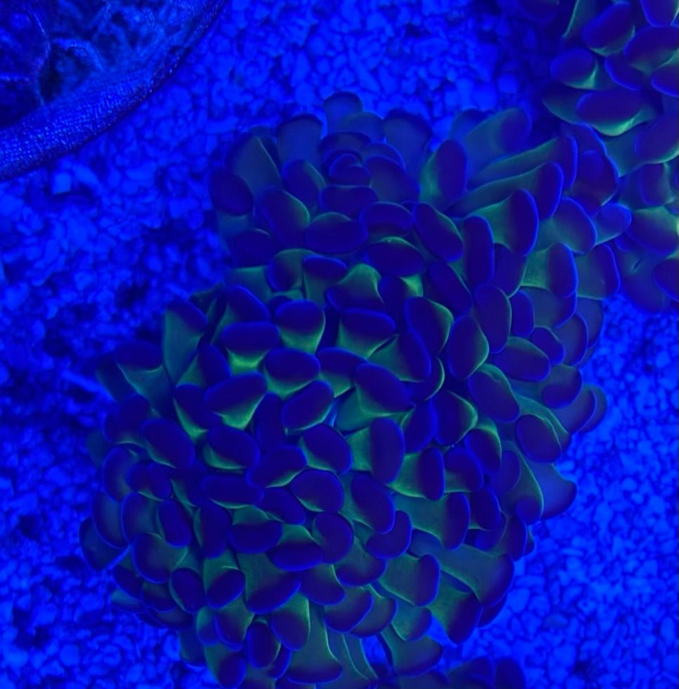 Branching Purple/Green Hammer Coral Colony – 2 Heads Euphyllia | Cox Marine Creations - Cox Marine Creations - Homegrown Zoa’s and Frags