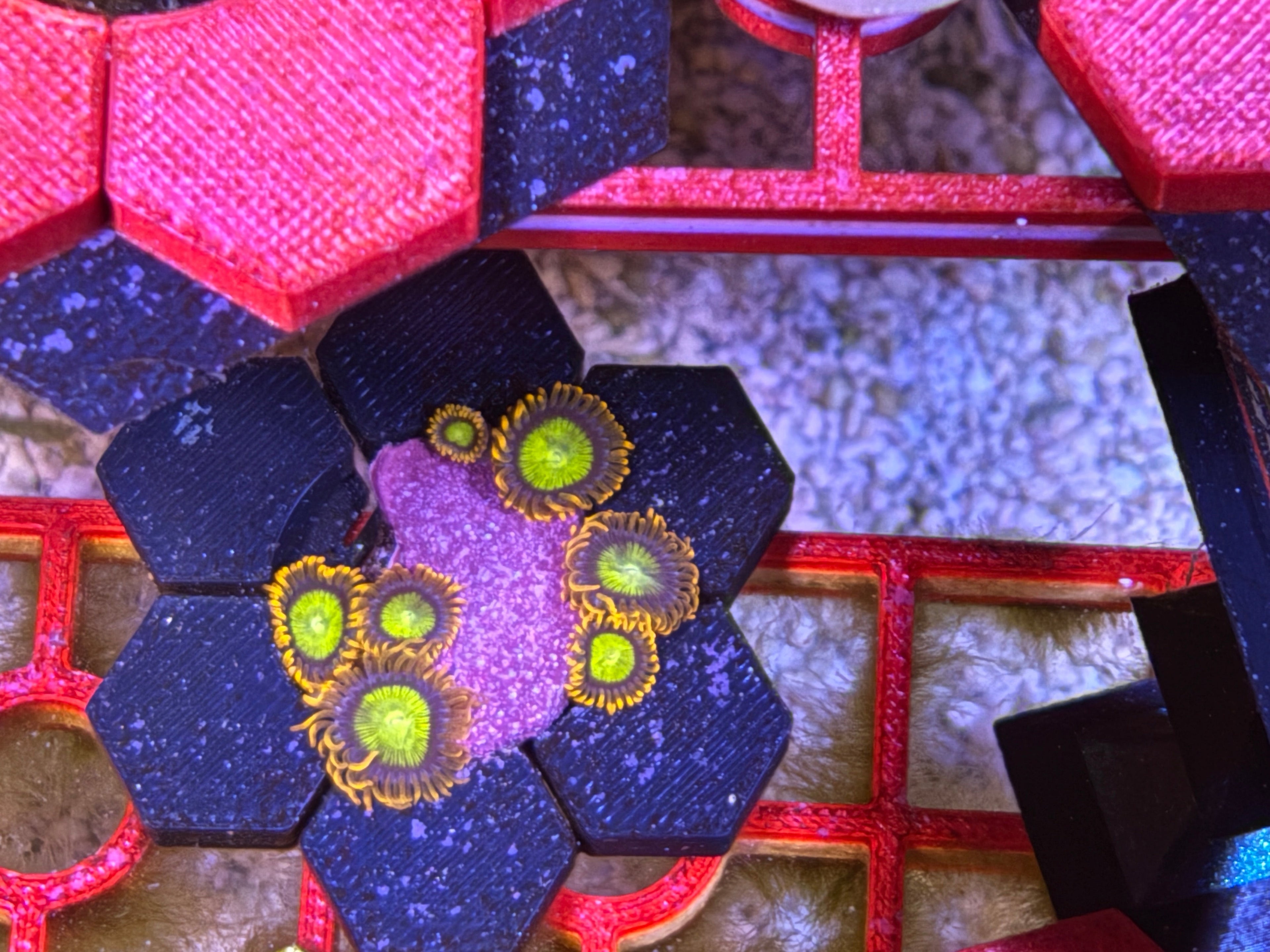 Mandarin Zoanthid – Frag