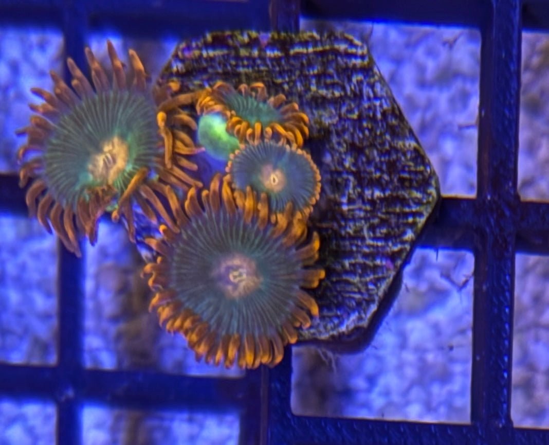 Gatorade Zoas – Mini Colony (4–6 Polyps) | Cox Marine Creations - Cox Marine Creations - Homegrown Zoa’s and Frags