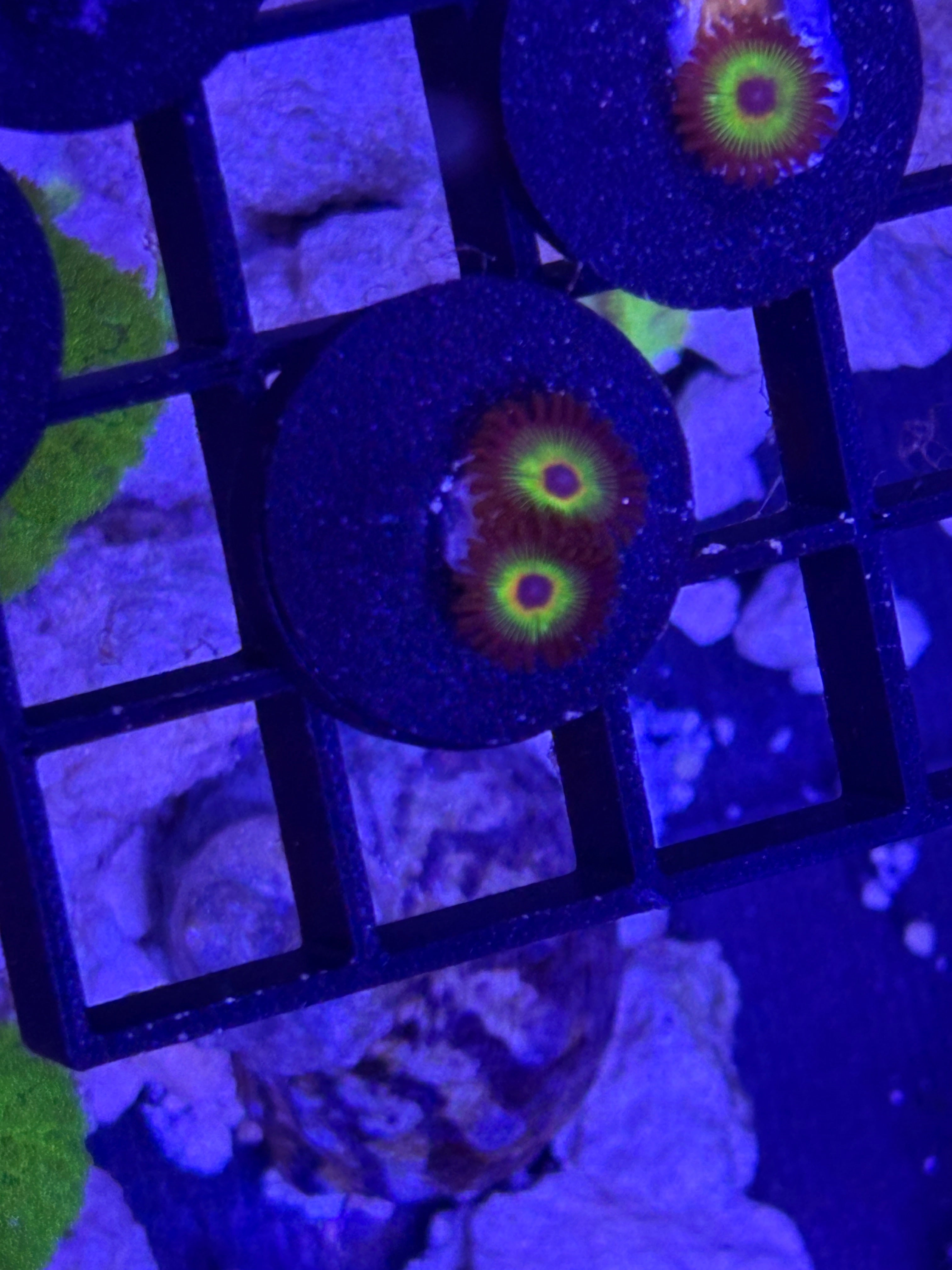 Bob Marley Zoanthids – Frag