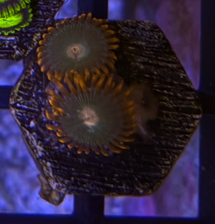 Gatorade Zoas – Frag (1–3 Polyps) | Cox Marine Creations - Cox Marine Creations - Homegrown Zoa’s and Frags