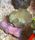 Fox Coral Frag ~1 inch WYSIWYG – Cox Marine Creations