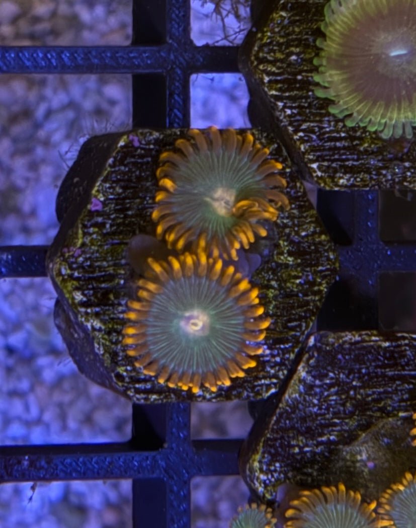 Gatorade Zoas – Frag (1–3 Polyps) | Cox Marine Creations - Cox Marine Creations - Homegrown Zoa’s and Frags