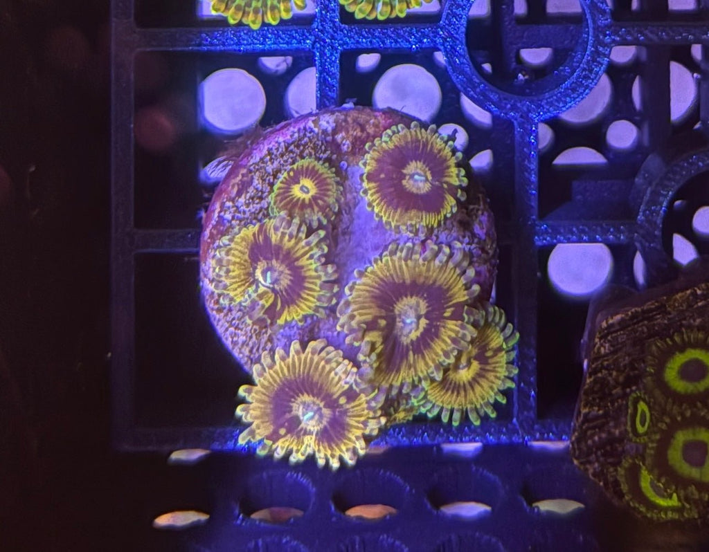 Rainbow Yoda Zoas – Mini Colony (4–6 Polyps) | Cox Marine Creations - Cox Marine Creations - Homegrown Zoa’s and Frags