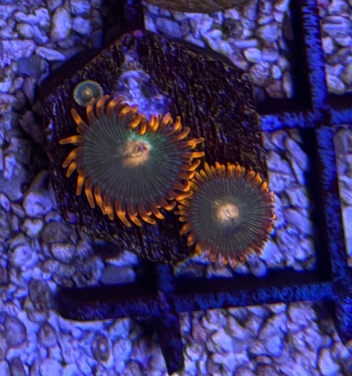 Gatorade Zoas – Frag (1–3 Polyps) | Cox Marine Creations - Cox Marine Creations - Homegrown Zoa’s and Frags