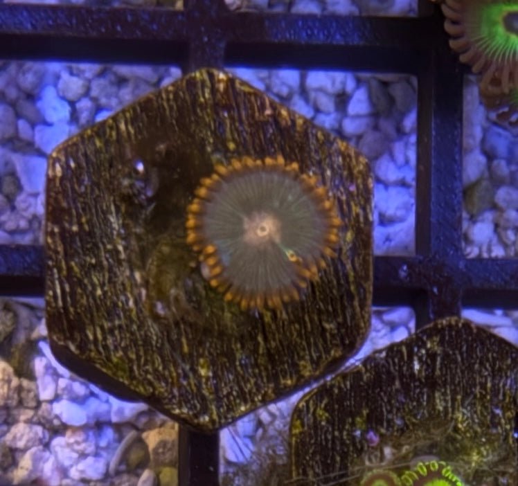 Gatorade Zoas – Frag (1–3 Polyps) | Cox Marine Creations - Cox Marine Creations - Homegrown Zoa’s and Frags