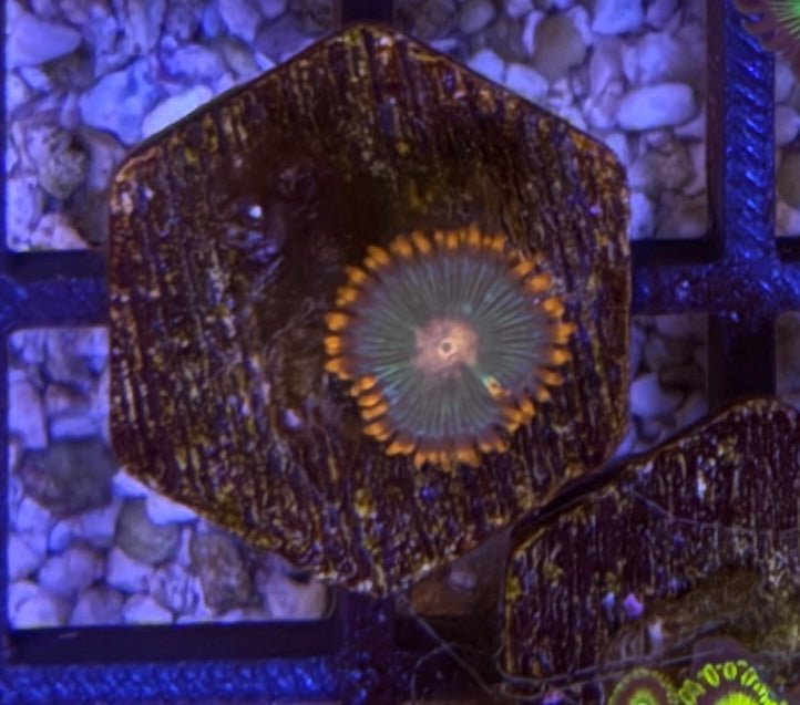 Gatorade Zoas – Frag (1–3 Polyps) | Cox Marine Creations - Cox Marine Creations - Homegrown Zoa’s and Frags