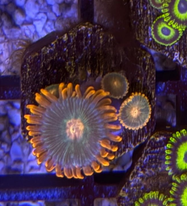 Gatorade Zoas – Frag (1–3 Polyps) | Cox Marine Creations - Cox Marine Creations - Homegrown Zoa’s and Frags