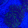 Branching Green Hammer Coral Colony – 3 Heads Euphyllia | Cox Marine Creations