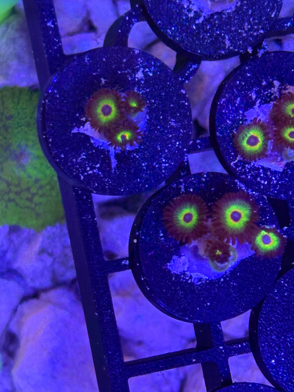 Bob Marley Zoanthids – Frag
