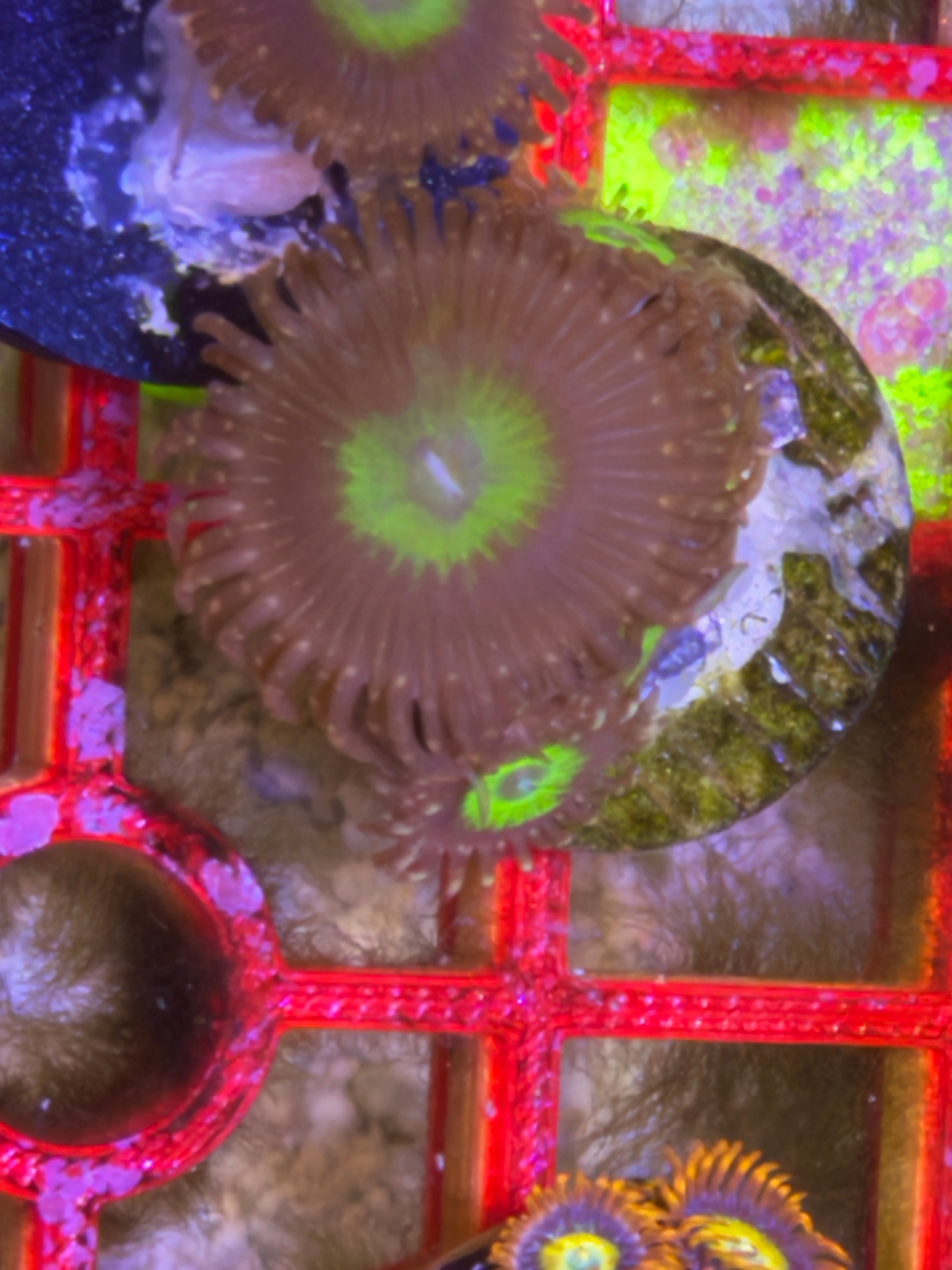 Omega Zoanthid – Frag
