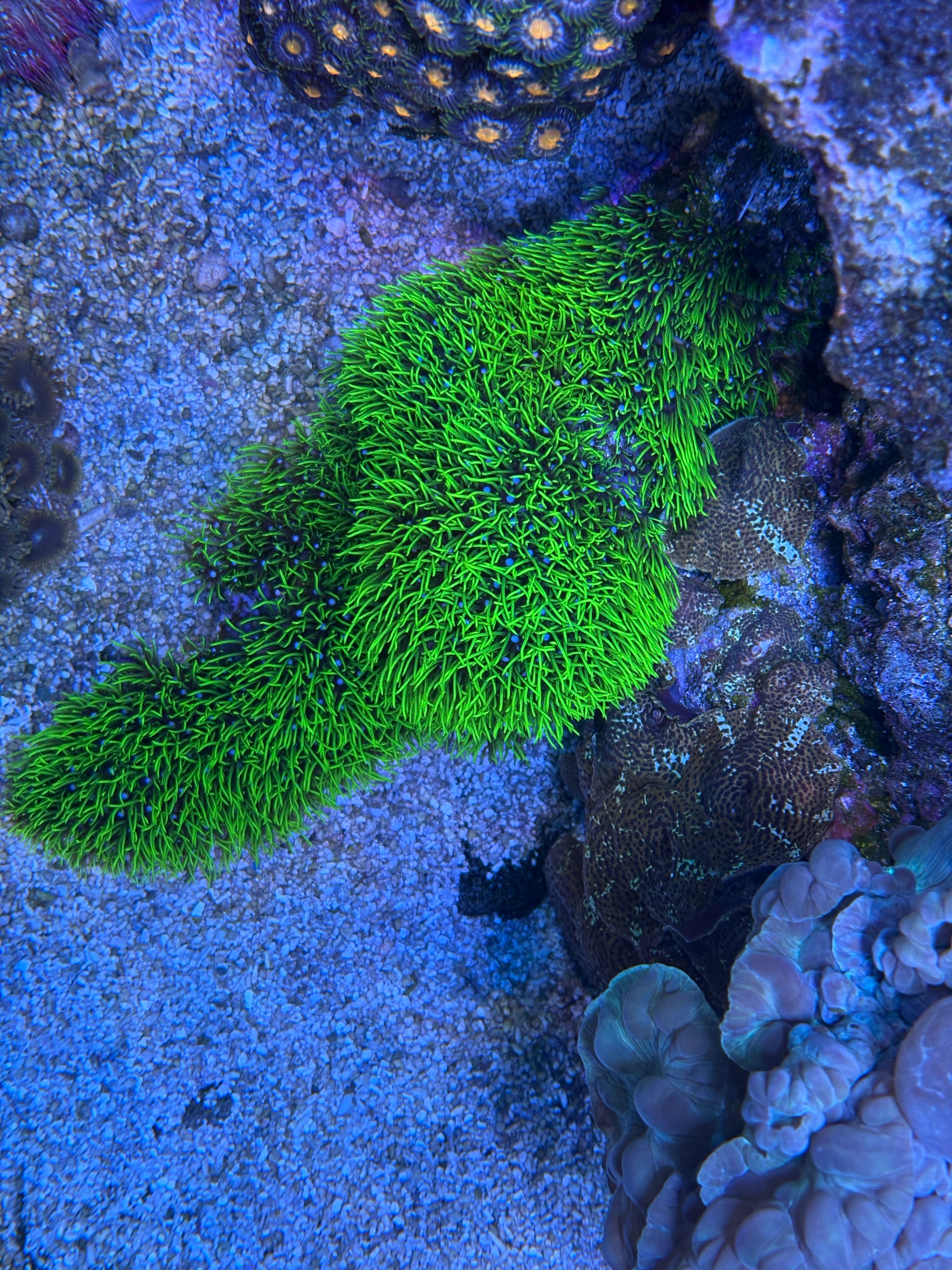 GSP-Covered Sunken Ship Reef Display – WYSIWYG | Cox Marine Creations