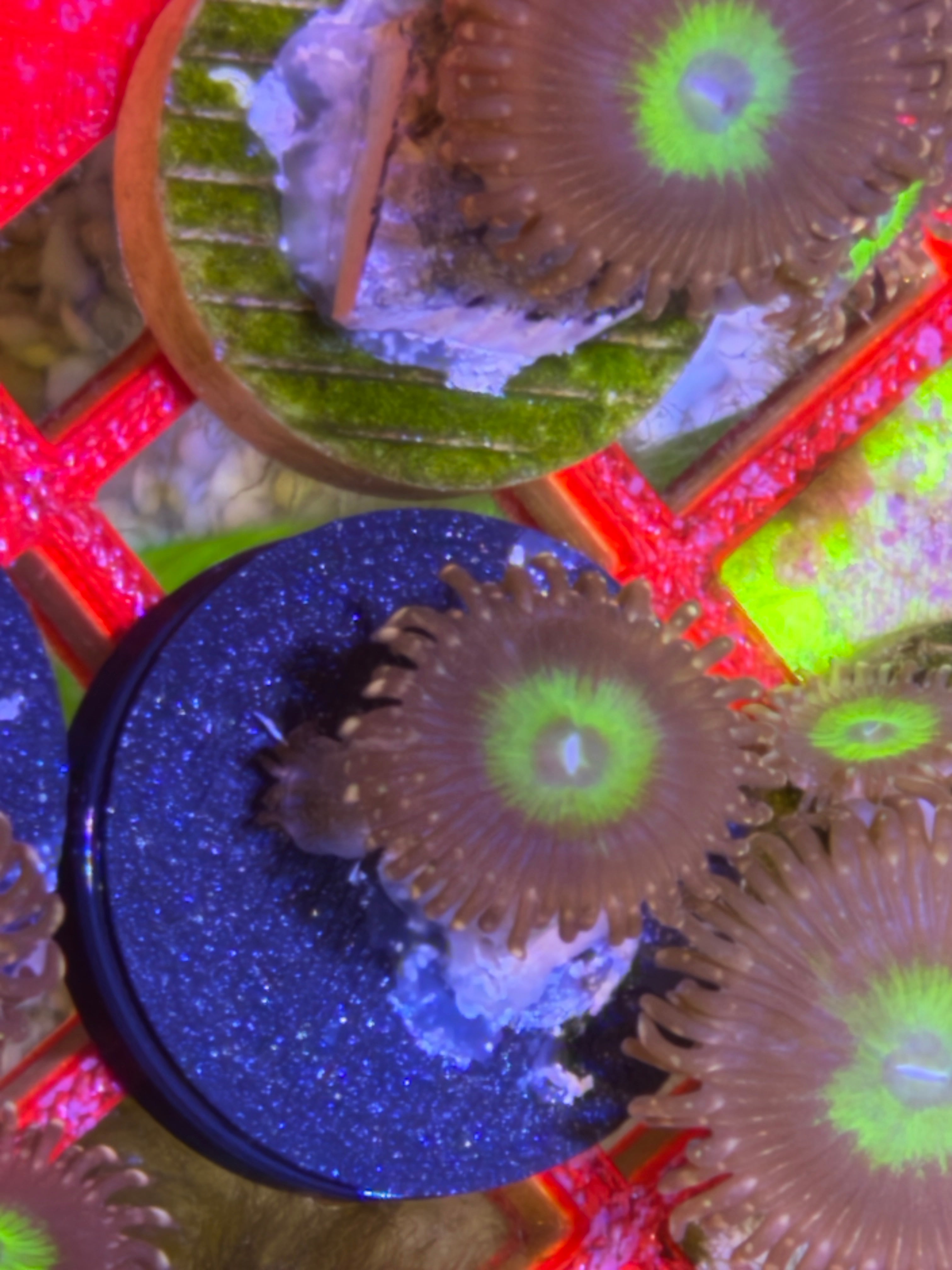 Omega Zoanthid – Frag