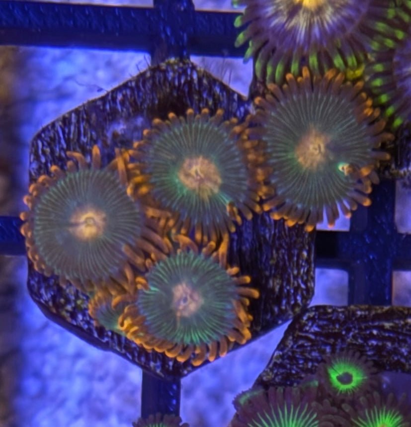 Gatorade Zoas – Mini Colony (4–6 Polyps) | Cox Marine Creations - Cox Marine Creations - Homegrown Zoa’s and Frags