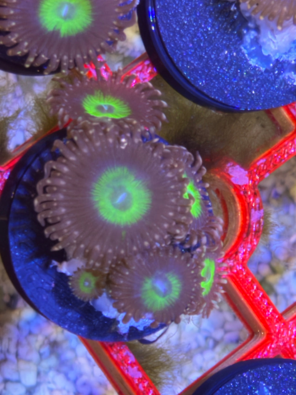 Omega Zoanthid – Frag