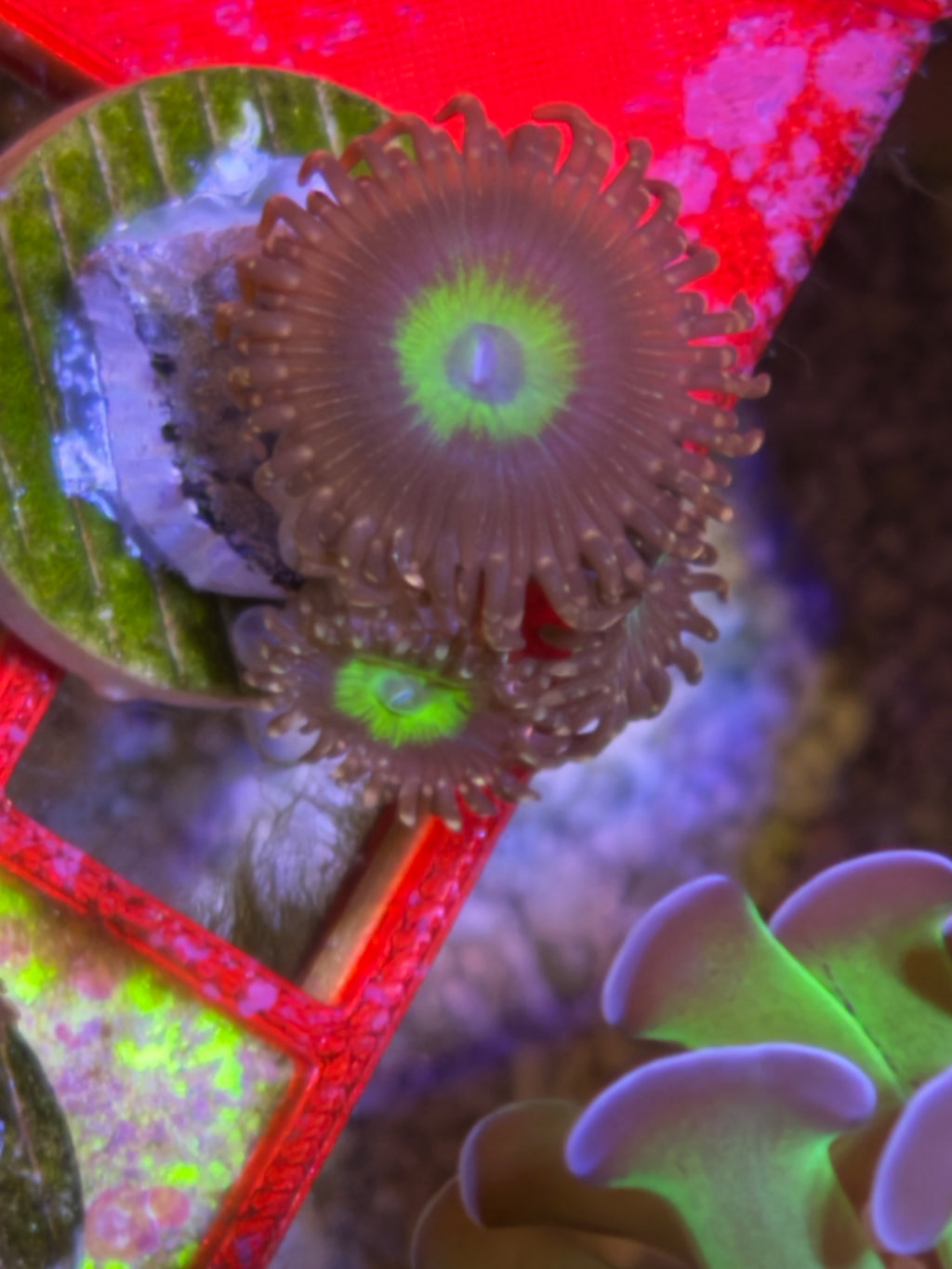 Omega Zoanthid – Frag