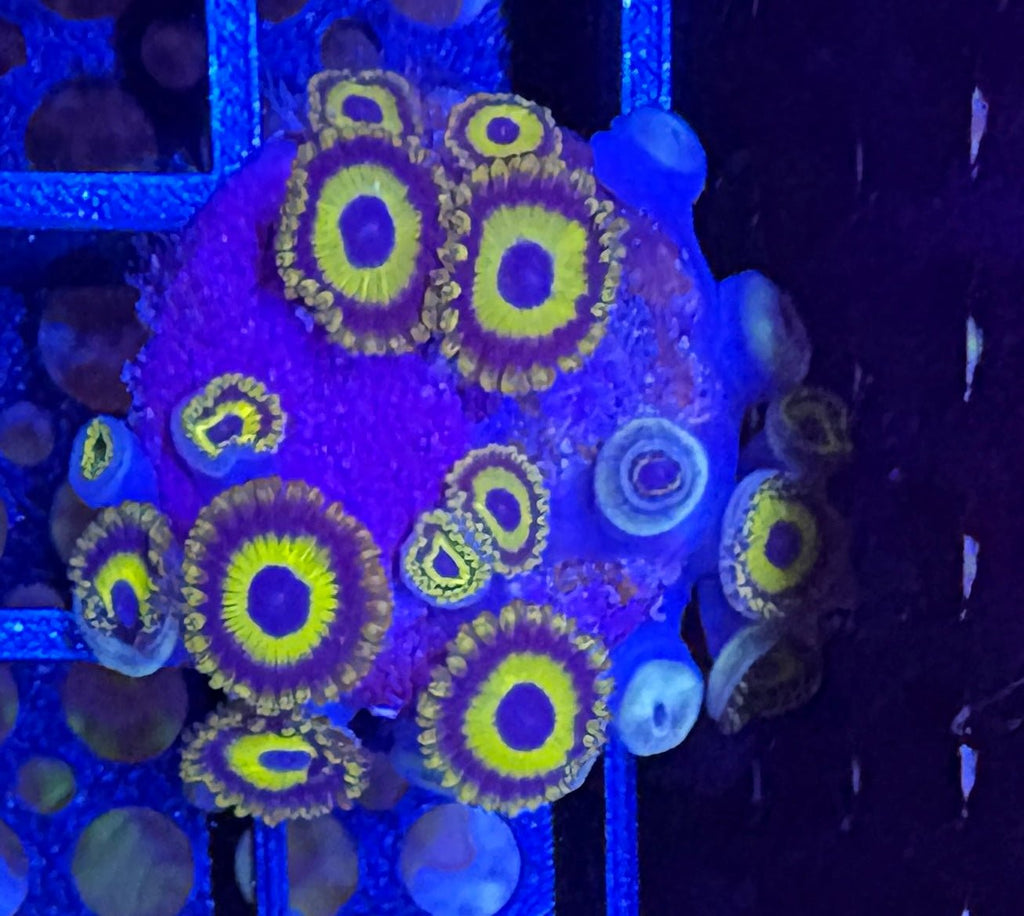 LA Lakers Zoas – Oversized Colony (20+ Polyps) | Cox Marine Creations - Cox Marine Creations - Homegrown Zoa’s and Frags