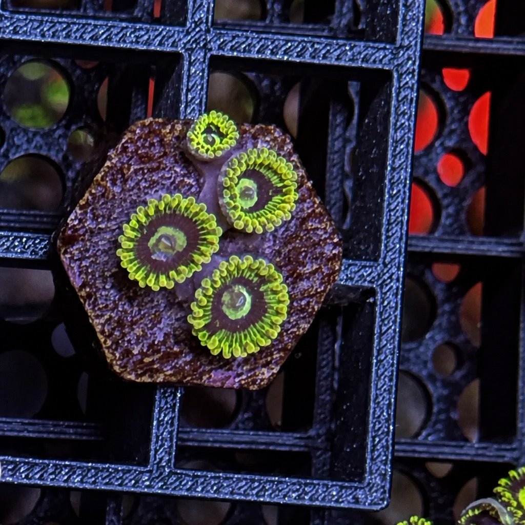 Rainbow Yoda Zoas – Mini Colony (4–6 Polyps) | Cox Marine Creations - Cox Marine Creations - Homegrown Zoa’s and Frags