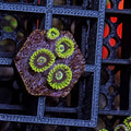 Rainbow Yoda Zoas – Mini Colony (4–6 Polyps) | Cox Marine Creations - Cox Marine Creations - Homegrown Zoa’s and Frags