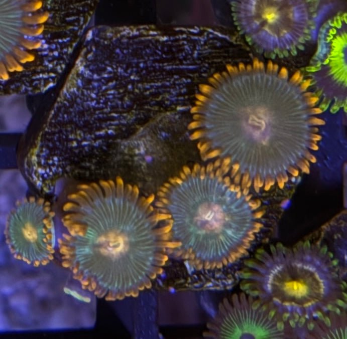 Gatorade Zoas – Mini Colony (4–6 Polyps) | Cox Marine Creations - Cox Marine Creations - Homegrown Zoa’s and Frags