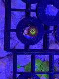 Bob Marley Zoanthids – Frag