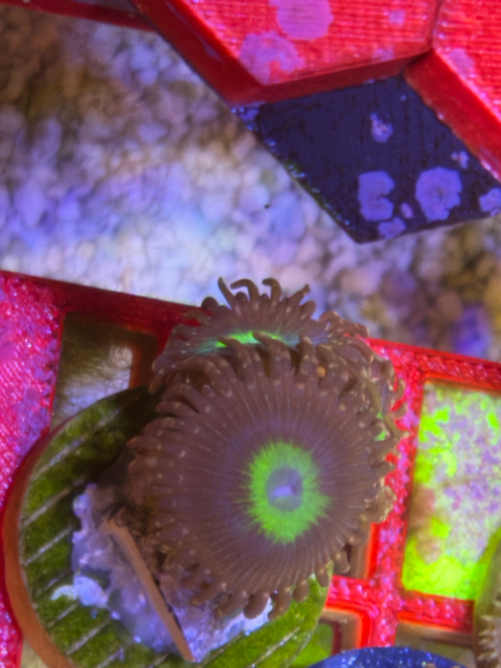 Omega Zoanthid – Frag