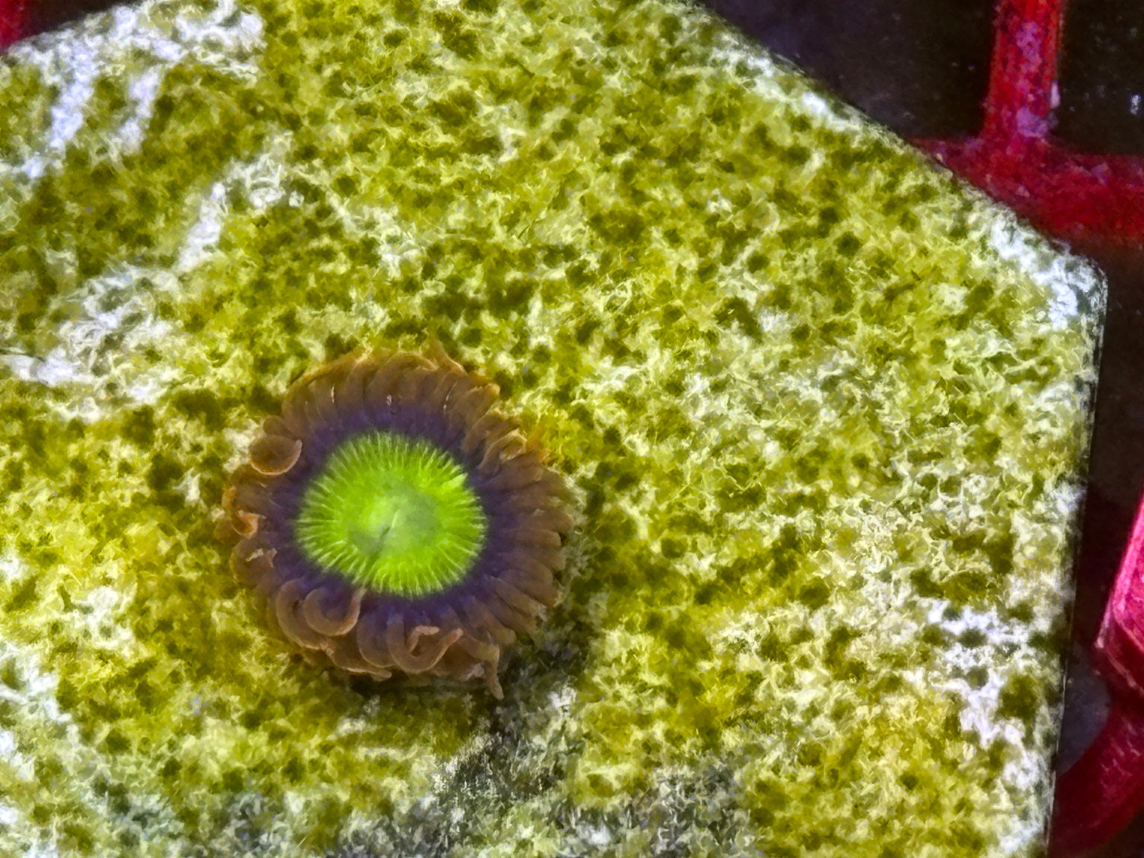 Mandarin Zoanthid – Frag