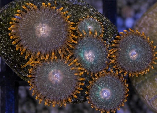 Gatorade Zoas – Mini Colony (4–6 Polyps) | Cox Marine Creations - Cox Marine Creations - Homegrown Zoa’s and Frags