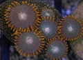 Gatorade Zoas – Mini Colony (4–6 Polyps) | Cox Marine Creations - Cox Marine Creations - Homegrown Zoa’s and Frags