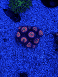 WYSIWYG Everlasting Gobstopper Zoas – Full Colony (15+ Polyps) | Cox Marine Creations - Cox Marine Creations - Homegrown Zoa’s and Frags