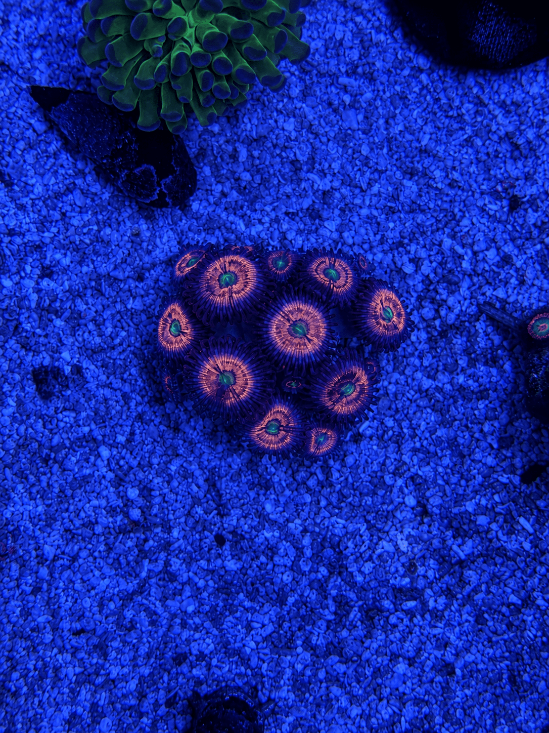 WYSIWYG Everlasting Gobstopper Zoas – Full Colony (15+ Polyps) | Cox Marine Creations - Cox Marine Creations - Homegrown Zoa’s and Frags