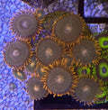 Gatorade Zoas – Mid Colony (12–14+ Polyps) | Cox Marine Creations - Cox Marine Creations - Homegrown Zoa’s and Frags