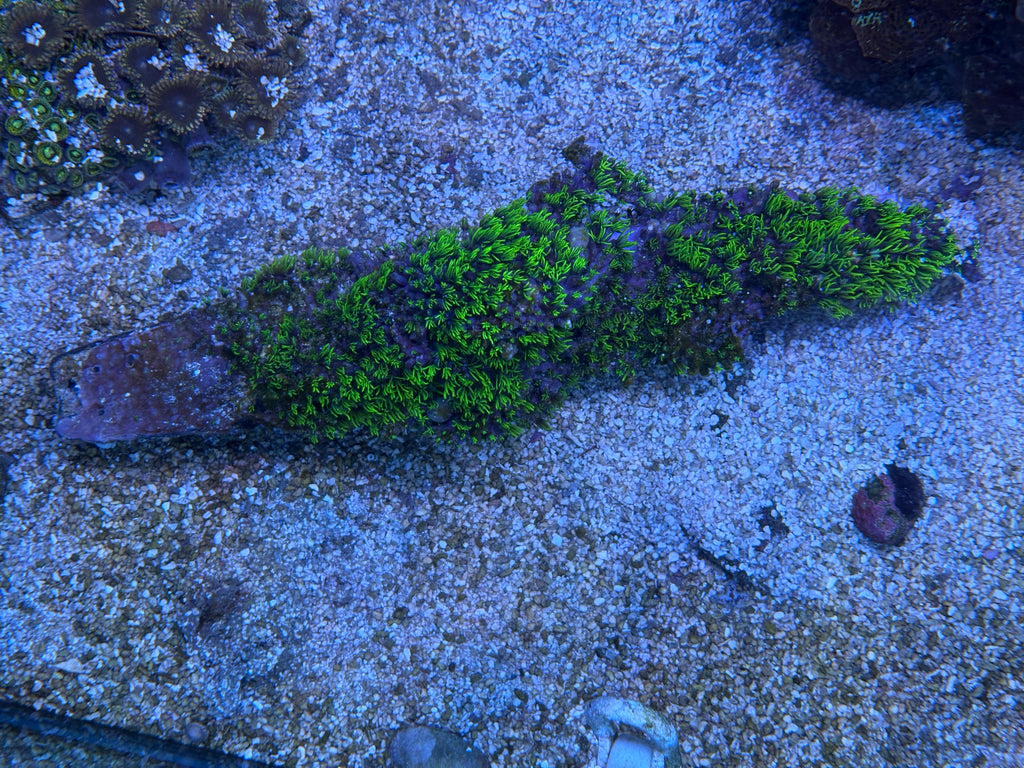 GSP-Covered Sunken Ship Reef Display – WYSIWYG | Cox Marine Creations