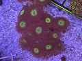 WYSIWYG Omega Zoas – Full Colony (15+ Polyps) | Cox Marine Creations