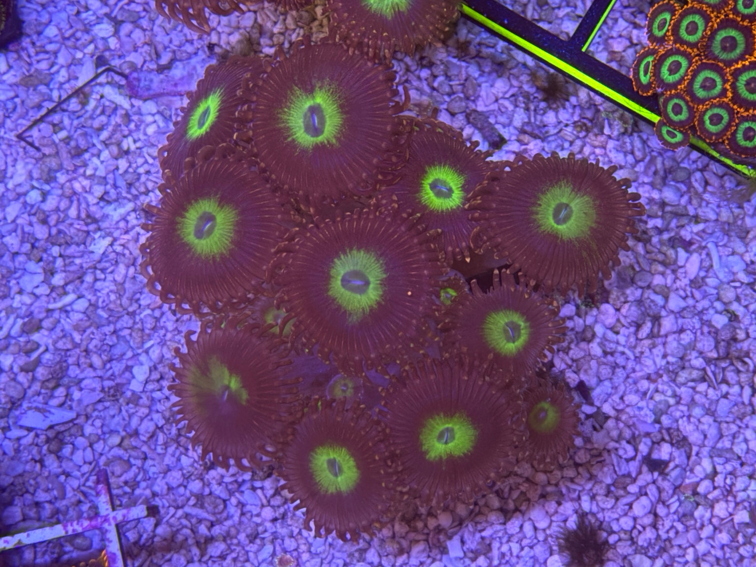 WYSIWYG Omega Zoas – Full Colony (15+ Polyps) | Cox Marine Creations