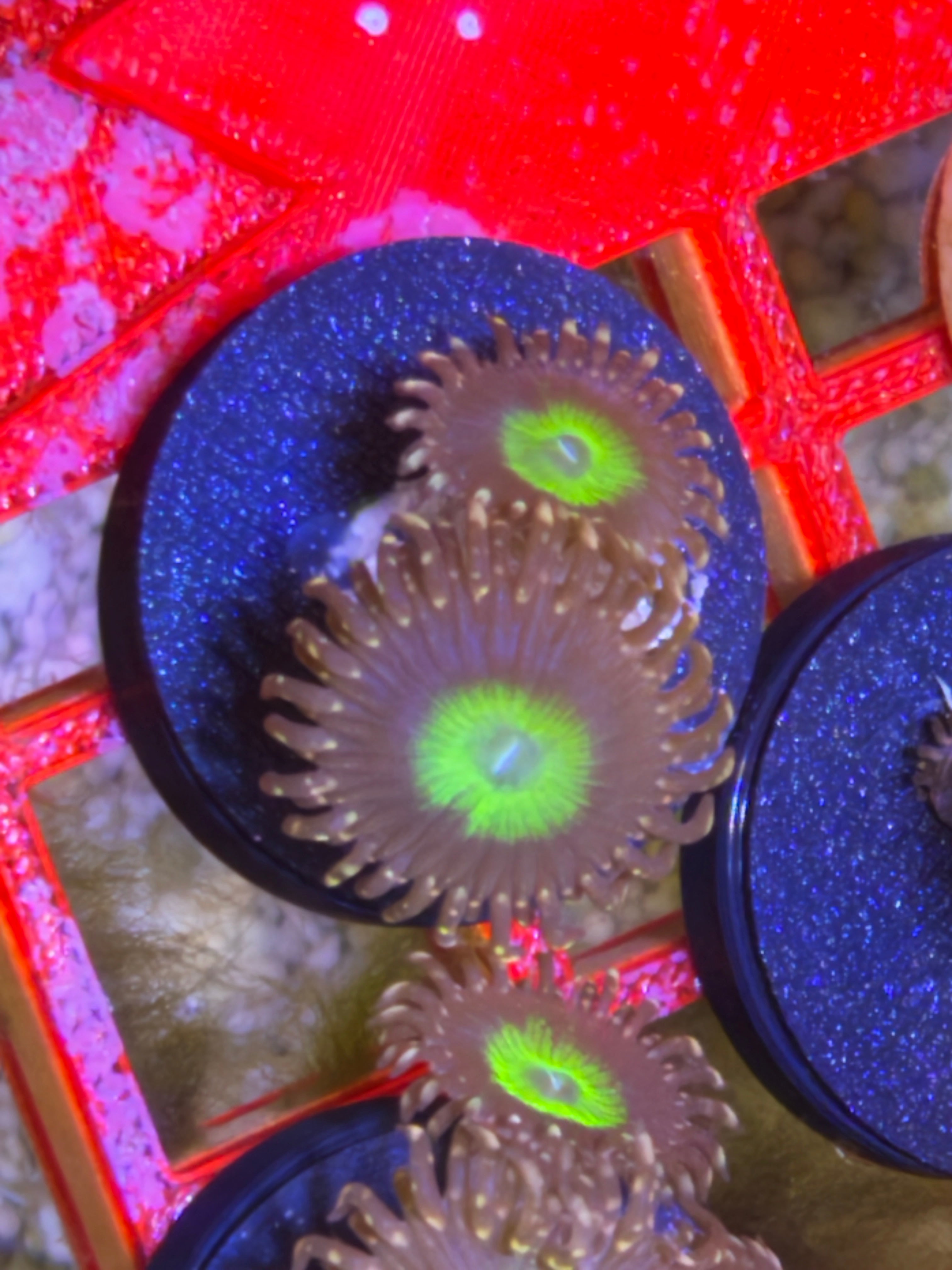 Omega Zoanthid – Frag