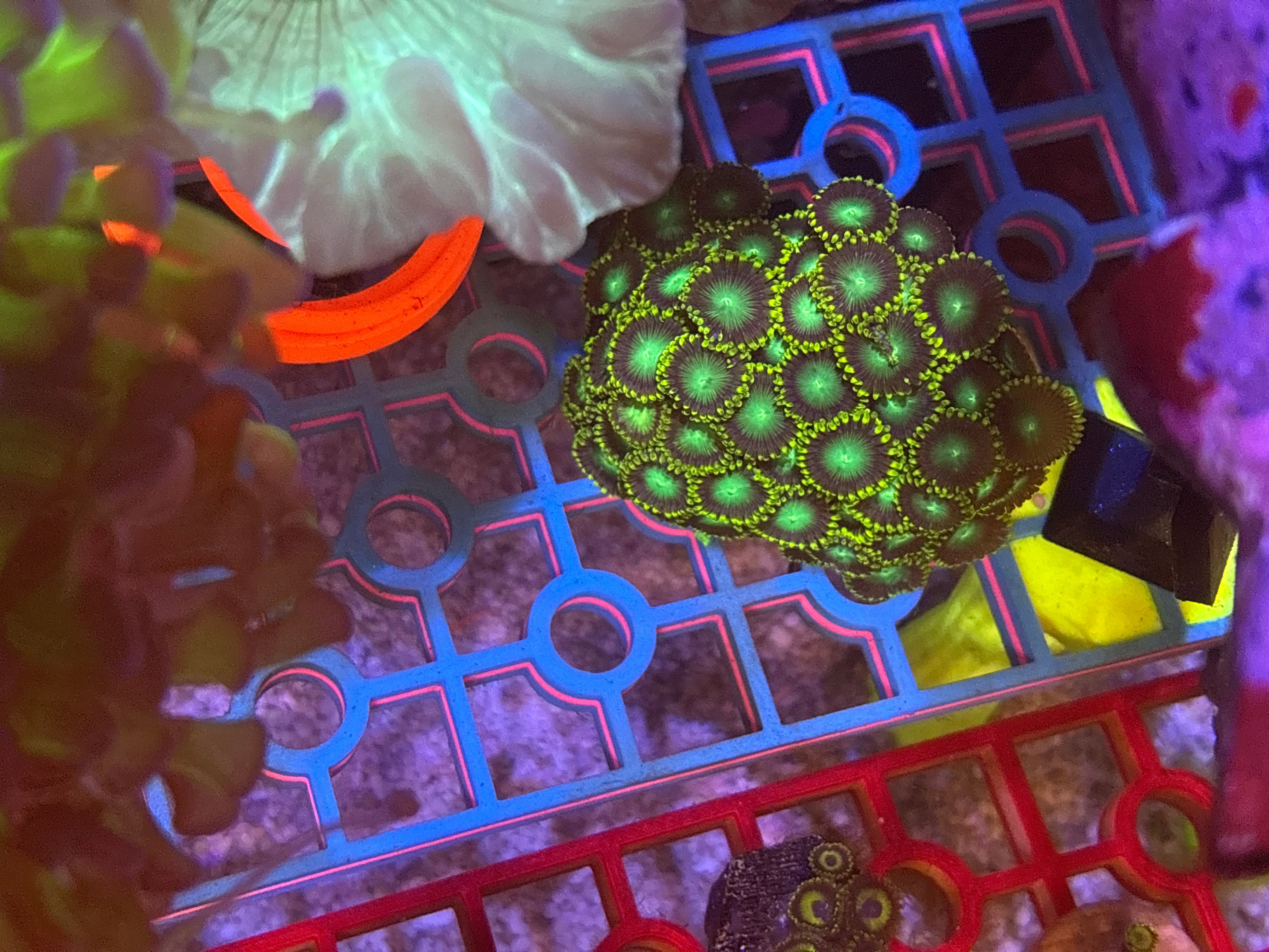 Nuclear Dragon Eye Zoas – Frag (1–3 Polyps) | Cox Marine Creations