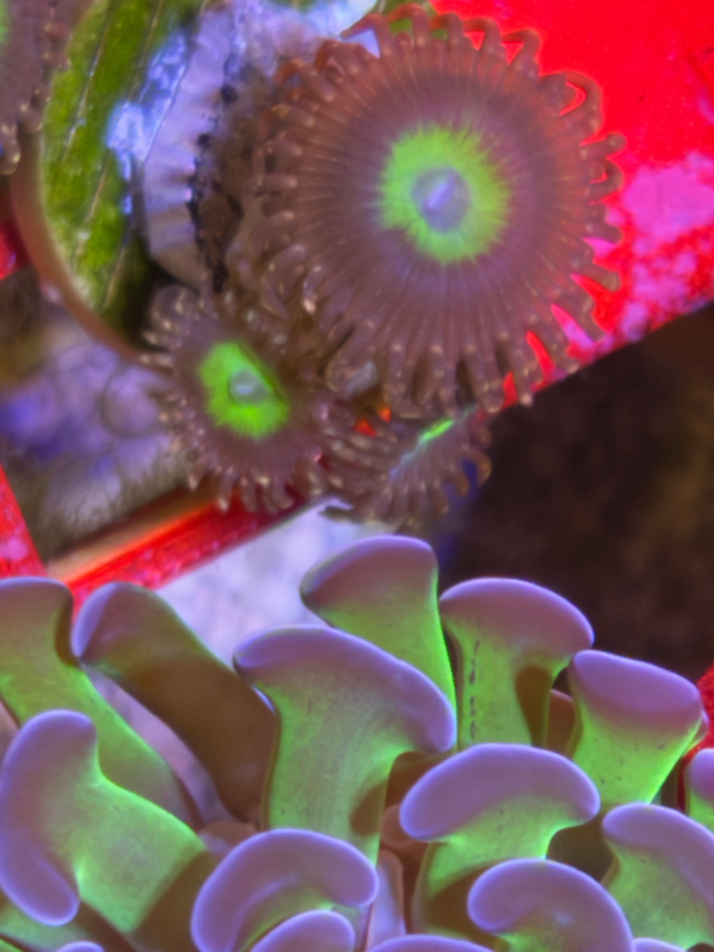 Omega Zoanthid – Frag