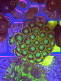 WYSIWYG Nuclear Dragon Eye Zoas – Mother Colony (30+ Polyps)