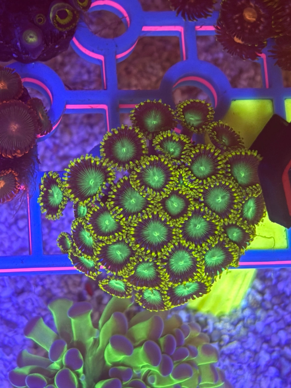 WYSIWYG Nuclear Dragon Eye Zoas – Mother Colony (30+ Polyps)