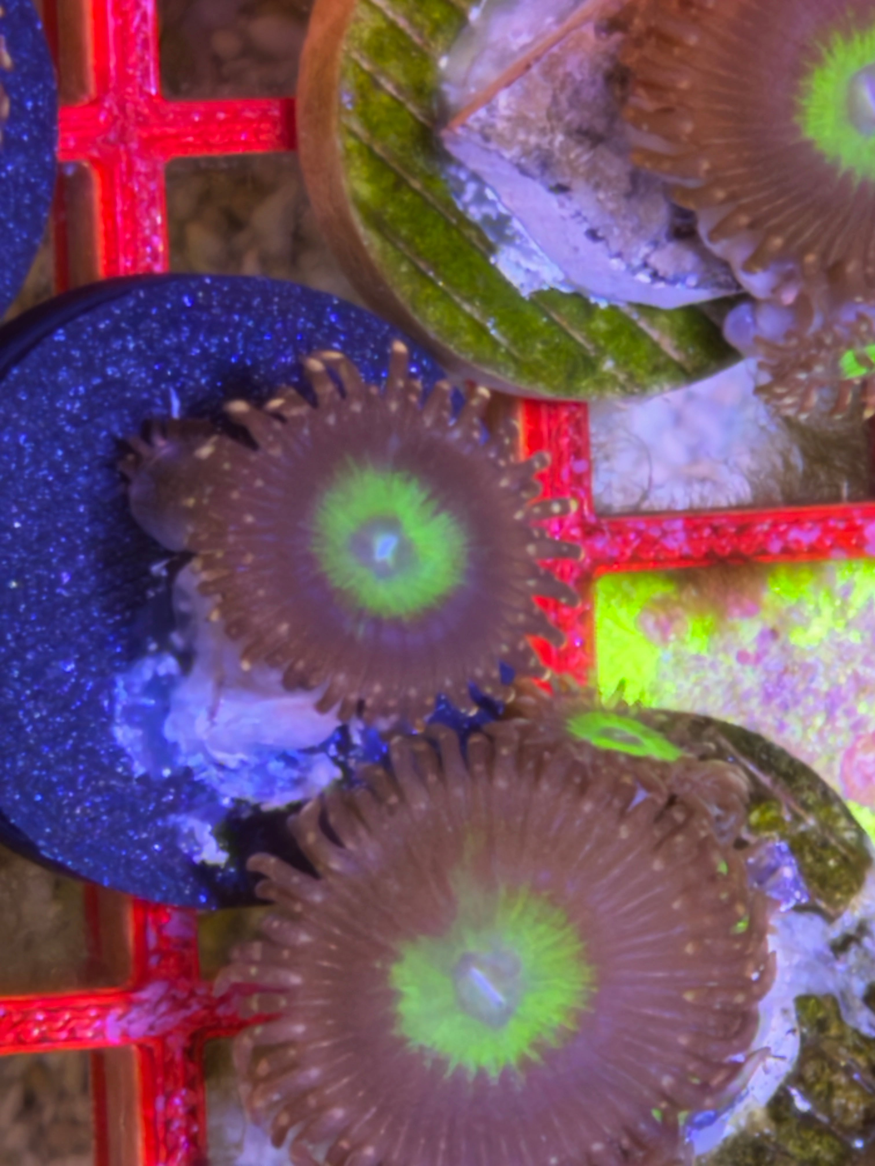 Omega Zoanthid – Frag