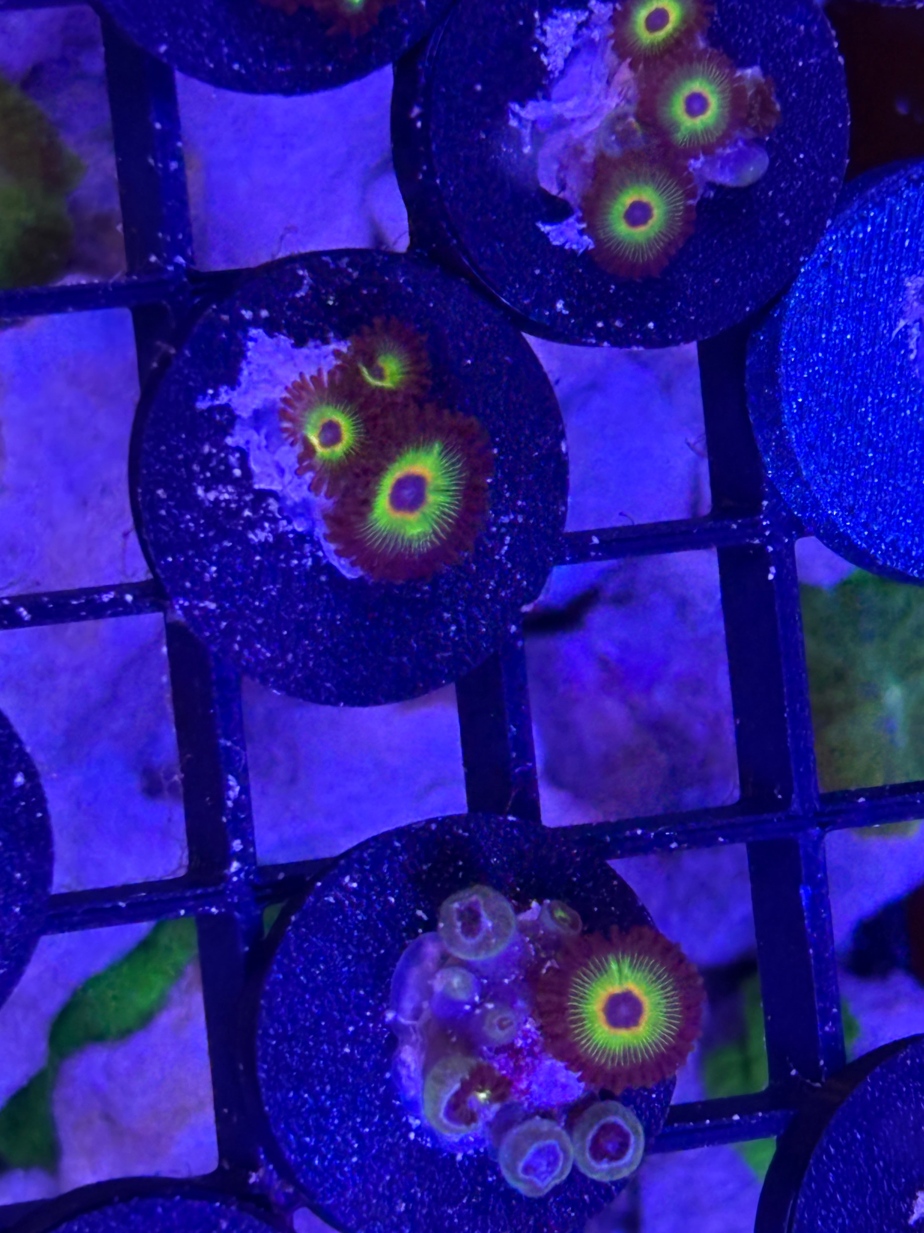 Bob Marley Zoanthids – Frag