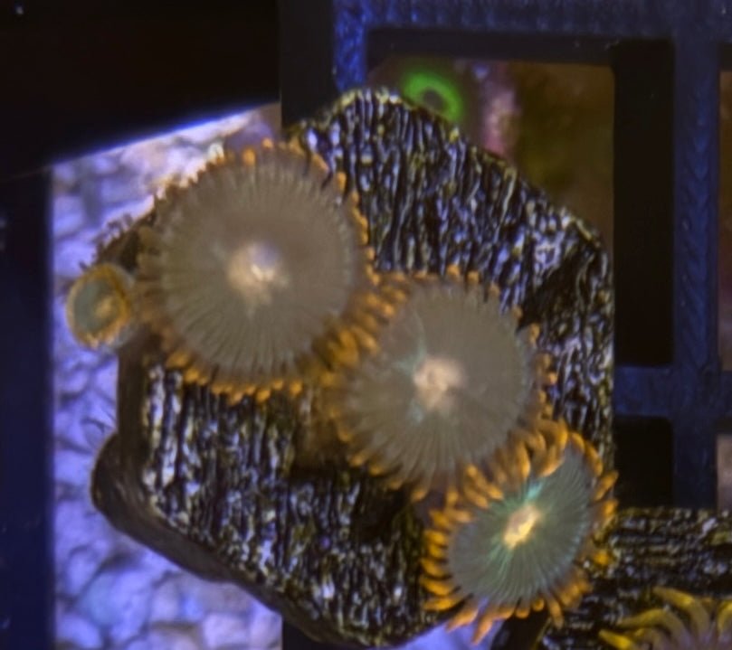 Gatorade Zoas – Mini Colony (4–6 Polyps) | Cox Marine Creations - Cox Marine Creations - Homegrown Zoa’s and Frags