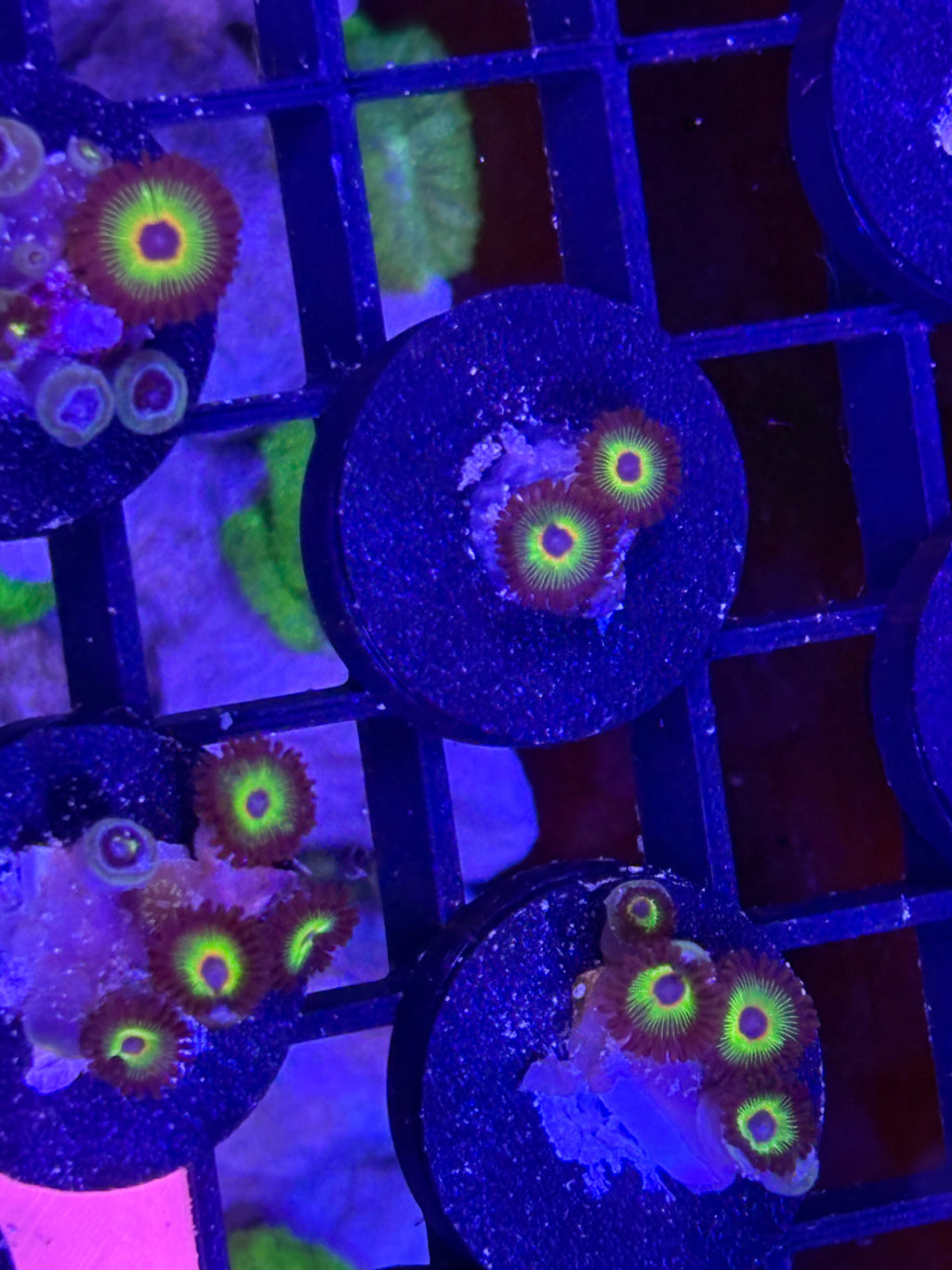 Bob Marley Zoanthids – Frag