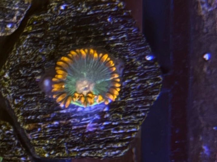 Gatorade Zoas – Frag (1–3 Polyps) | Cox Marine Creations - Cox Marine Creations - Homegrown Zoa’s and Frags